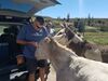 Filename=20180915_006.jpg
Filesize=514KiB
Dimensions=2048x1536
Date added=Jan 22, 2019 20180915_006.jpg