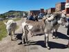Filename=20180915_008.jpg
Filesize=832KiB
Dimensions=2048x1536
Date added=Jan 22, 2019 20180915_008.jpg