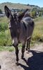 Filename=20180915_030.jpg
Filesize=691KiB
Dimensions=1282x2047
Date added=Jan 22, 2019 20180915_030.jpg