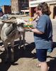 Filename=20180915_032.jpg
Filesize=626KiB
Dimensions=1620x2047
Date added=Jan 22, 2019 20180915_032.jpg