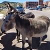 Filename=20180915_034.jpg
Filesize=754KiB
Dimensions=2048x2048
Date added=Jan 22, 2019 20180915_034.jpg