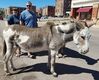 Filename=20180915_040.jpg
Filesize=821KiB
Dimensions=2047x1646
Date added=Jan 22, 2019 20180915_040.jpg