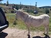 Filename=20180915_041.jpg
Filesize=831KiB
Dimensions=2048x1536
Date added=Jan 22, 2019 20180915_041.jpg