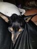 Filename=20180918_002.jpg
Filesize=668KiB
Dimensions=1536x2048
Date added=Jan 22, 2019 20180918_002.jpg