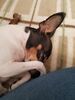 Filename=20180925_001.jpg
Filesize=402KiB
Dimensions=1536x2048
Date added=Jan 22, 2019 20180925_001.jpg