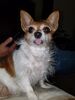 Filename=20180928_001.jpg
Filesize=489KiB
Dimensions=1536x2048
Date added=Jan 22, 2019 20180928_001.jpg