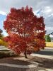 Filename=20181005_087.jpg
Filesize=982KiB
Dimensions=1536x2048
Date added=Jan 22, 2019 20181005_087.jpg