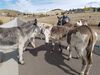 Filename=20181007_018.jpg
Filesize=714KiB
Dimensions=2048x1536
Date added=Feb 08, 2019 20181007_018.jpg