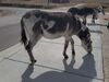Filename=20181007_022.jpg
Filesize=594KiB
Dimensions=2048x1536
Date added=Feb 08, 2019 20181007_022.jpg