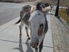 Filename=20181007_023.jpg
Filesize=563KiB
Dimensions=2048x1536
Date added=Feb 08, 2019 20181007_023.jpg