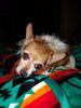 Filename=20181021_001.jpg
Filesize=369KiB
Dimensions=1536x2048
Date added=Feb 11, 2019 20181021_001.jpg