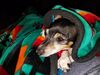 Filename=20181023_001.jpg
Filesize=648KiB
Dimensions=2048x1536
Date added=Feb 11, 2019 20181023_001.jpg
