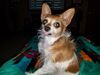 Filename=20181023_002.jpg
Filesize=445KiB
Dimensions=2048x1536
Date added=Feb 11, 2019 20181023_002.jpg