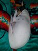 Filename=20181025_002.jpg
Filesize=449KiB
Dimensions=1536x2048
Date added=Feb 11, 2019 20181025_002.jpg