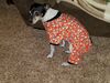 Filename=20181025_005.jpg
Filesize=765KiB
Dimensions=2048x1536
Date added=Feb 11, 2019 20181025_005.jpg