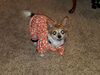 Filename=20181025_006.jpg
Filesize=680KiB
Dimensions=2048x1536
Date added=Feb 11, 2019 20181025_006.jpg