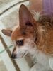 Filename=20181031_005.jpg
Filesize=532KiB
Dimensions=1536x2048
Date added=Feb 11, 2019 20181031_005.jpg