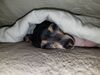 Filename=20181031_007.jpg
Filesize=449KiB
Dimensions=2048x1536
Date added=Feb 11, 2019 20181031_007.jpg