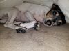 Filename=20181113_001.jpg
Filesize=418KiB
Dimensions=2048x1536
Date added=Feb 24, 2019 20181113_001.jpg