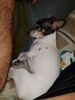 Filename=20181125_001.jpg
Filesize=474KiB
Dimensions=1536x2048
Date added=Feb 24, 2019 20181125_001.jpg