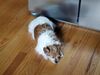 Filename=20181206_001.jpg
Filesize=393KiB
Dimensions=2048x1536
Date added=Feb 24, 2019 20181206_001.jpg