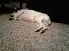 Filename=20181216_001.jpg
Filesize=368KiB
Dimensions=2048x1536
Date added=Jul 26, 2021 20181216_001.jpg
