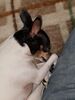 Filename=20181216_004.jpg
Filesize=503KiB
Dimensions=1536x2048
Date added=Feb 24, 2019 20181216_004.jpg