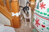 Filename=20181225_012.jpg
Filesize=349KiB
Dimensions=2047x1360
Date added=Feb 26, 2019 20181225_012.jpg