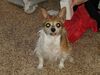 Filename=20181225_018.jpg
Filesize=491KiB
Dimensions=2048x1536
Date added=Feb 26, 2019 20181225_018.jpg