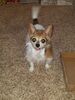 Filename=20181225_020.jpg
Filesize=642KiB
Dimensions=1536x2048
Date added=Feb 26, 2019 20181225_020.jpg