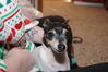 Filename=20181225_033.jpg
Filesize=309KiB
Dimensions=2047x1360
Date added=Feb 26, 2019 20181225_033.jpg