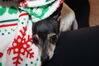 Filename=20181225_039.jpg
Filesize=339KiB
Dimensions=2047x1360
Date added=Feb 26, 2019 20181225_039.jpg