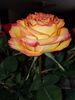 Filename=20190102_003.jpg
Filesize=274KiB
Dimensions=1536x2048
Date added=May 28, 2019 20190102_003.jpg