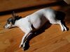 Filename=20190131_001.jpg
Filesize=344KiB
Dimensions=2048x1536
Date added=May 28, 2019 20190131_001.jpg