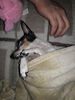 Filename=20190219_002.jpg
Filesize=415KiB
Dimensions=1536x2048
Date added=Jul 21, 2019 20190219_002.jpg