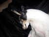 Filename=20190319_001.jpg
Filesize=293KiB
Dimensions=2048x1536
Date added=Jul 21, 2019 20190319_001.jpg