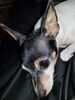 Filename=20190324_004.jpg
Filesize=605KiB
Dimensions=1536x2048
Date added=Jul 21, 2019 20190324_004.jpg