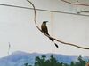 Filename=20190328_012.jpg
Filesize=311KiB
Dimensions=2048x1536
Date added=Jul 21, 2019 20190328_012.jpg