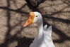Filename=20190328_033.jpg
Filesize=298KiB
Dimensions=2047x1360
Date added=Jul 21, 2019 20190328_033.jpg