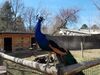 Filename=20190328_042.jpg
Filesize=821KiB
Dimensions=2048x1536
Date added=Jul 21, 2019 20190328_042.jpg