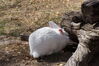 Filename=20190328_053.jpg
Filesize=567KiB
Dimensions=2047x1360
Date added=Jul 21, 2019 20190328_053.jpg