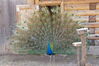 Filename=20190328_061.jpg
Filesize=701KiB
Dimensions=2047x1360
Date added=Jul 21, 2019 20190328_061.jpg