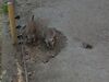 Filename=20190328_073.jpg
Filesize=552KiB
Dimensions=2048x1536
Date added=Jul 21, 2019 20190328_073.jpg