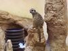Filename=20190328_083.jpg
Filesize=627KiB
Dimensions=2048x1536
Date added=Jul 21, 2019 20190328_083.jpg