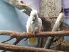 Filename=20190328_085.jpg
Filesize=505KiB
Dimensions=2048x1536
Date added=Jul 21, 2019 20190328_085.jpg