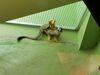 Filename=20190328_088.jpg
Filesize=301KiB
Dimensions=2048x1536
Date added=Jul 21, 2019 20190328_088.jpg