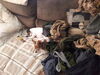 Filename=20190608_001.jpg
Filesize=494KiB
Dimensions=2048x1536
Date added=Jul 25, 2019 20190608_001.jpg