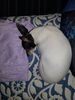 Filename=20190612_004.jpg
Filesize=556KiB
Dimensions=1536x2048
Date added=Jul 25, 2019 20190612_004.jpg