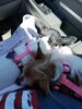 Filename=20190613_001.jpg
Filesize=489KiB
Dimensions=1536x2048
Date added=Jul 25, 2019 20190613_001.jpg