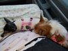 Filename=20190614_026.jpg
Filesize=427KiB
Dimensions=2048x1536
Date added=Jul 25, 2019 20190614_026.jpg
